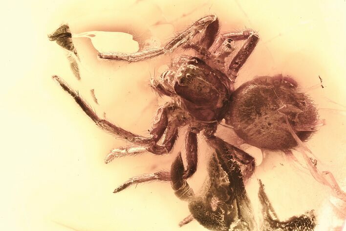 Detailed Fossil Spider (Araneae) In Baltic Amber #381218